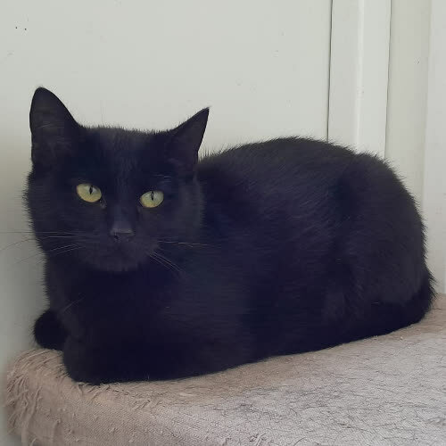 Koty ze schroniska do adopcji Jeżynka