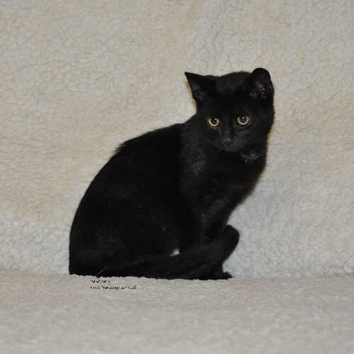Koty ze schroniska do adopcji Pankracy