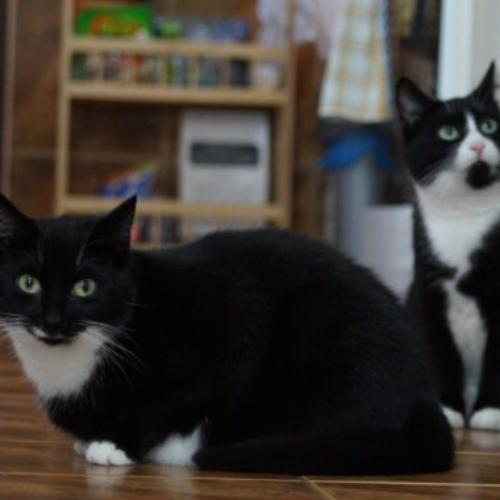Koty ze schroniska do adopcji Debi i Dosia