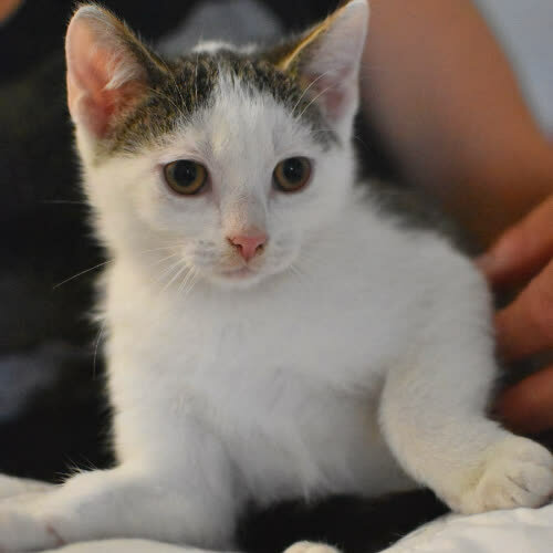 Koty ze schroniska do adopcji Jaś 3 msc kocurek