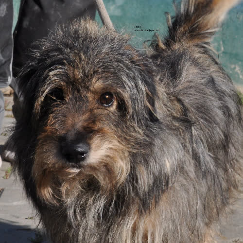 Psy ze schroniska do adopcji Bruno
