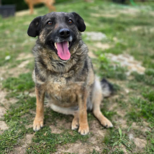 Psy ze schroniska do adopcji Bajka