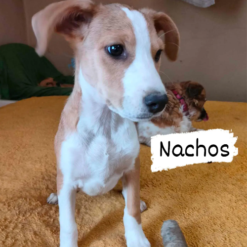 Psy ze schroniska do adopcji Nachos