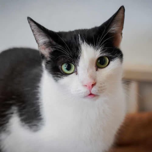 Koty ze schroniska do adopcji SID
