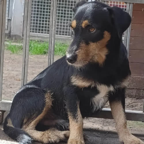 Psy ze schroniska do adopcji KRECIK