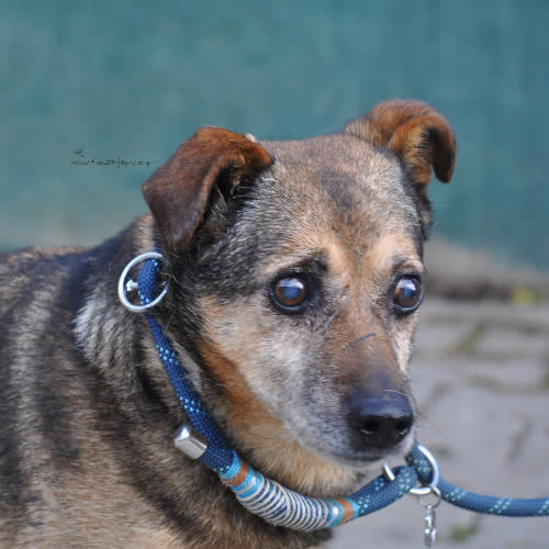 Psy ze schroniska do adopcji Kaj