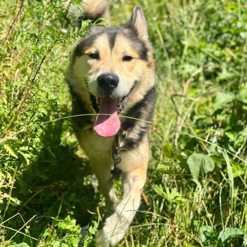 Psy ze schroniska do adopcji Balto
