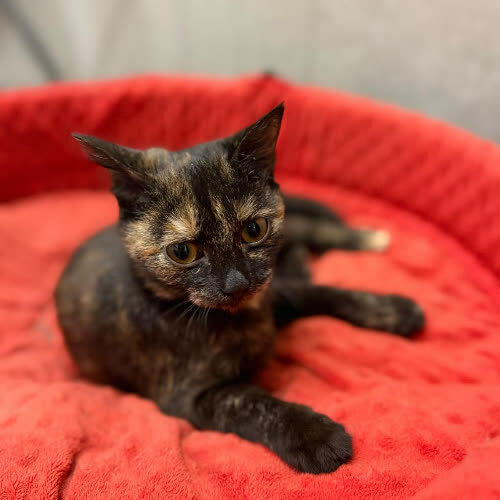 Koty ze schroniska do adopcji Sówka