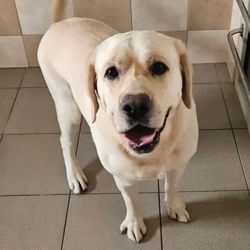 Psy ze schroniska do adopcji Bruno 