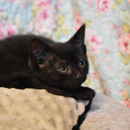Koty ze schroniska do adopcji Ciastuś
