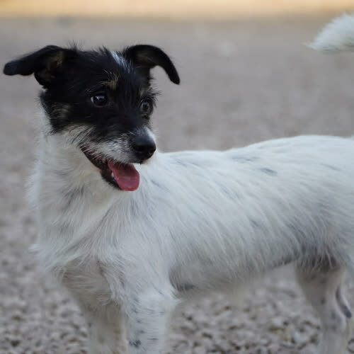 Psy ze schroniska do adopcji Hana