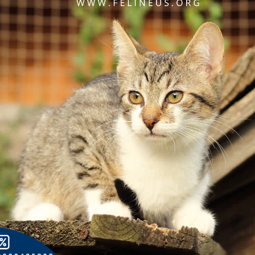 Koty ze schroniska do adopcji Milano