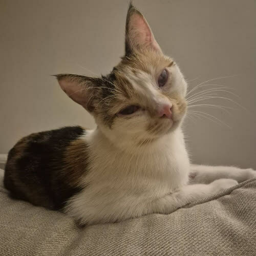 Koty ze schroniska do adopcji Kira