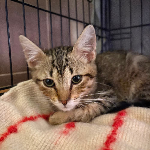 Koty ze schroniska do adopcji Gabryś