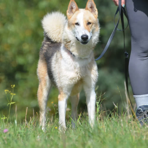 Psy ze schroniska do adopcji Czila 