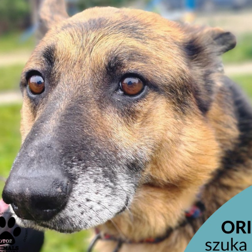 Psy ze schroniska do adopcji Orion