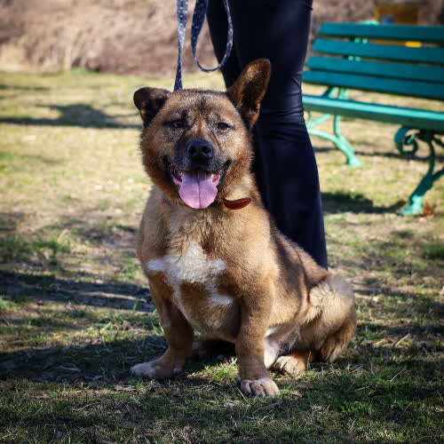 Psy ze schroniska do adopcji Bendżi 