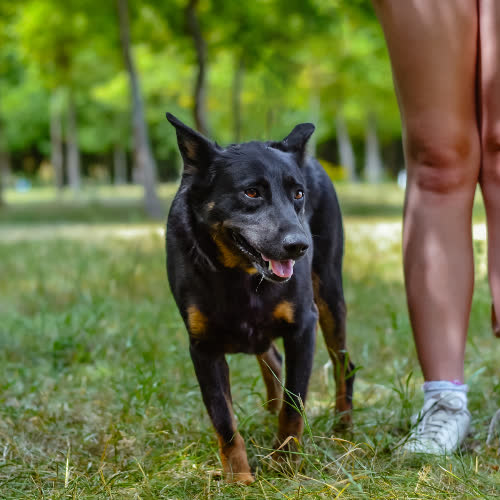 Psy ze schroniska do adopcji Haga