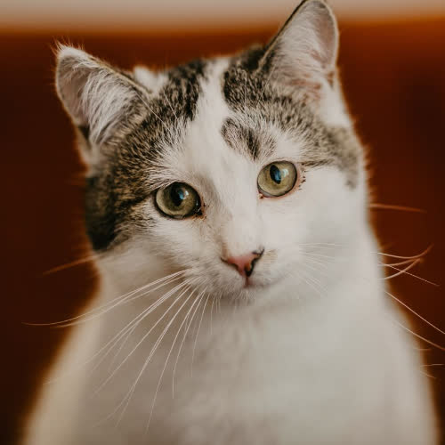 Koty ze schroniska do adopcji Topik