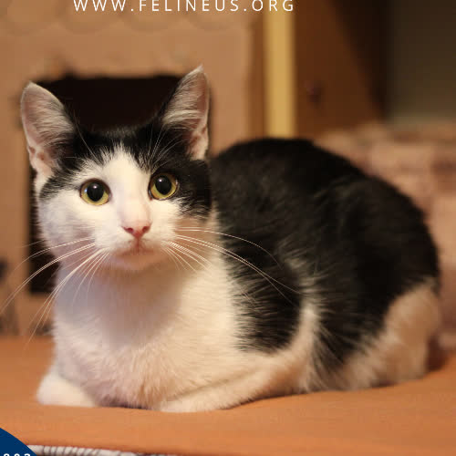 Koty ze schroniska do adopcji Maurycy
