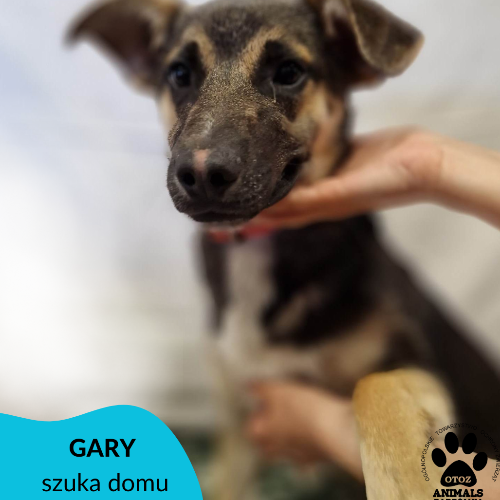 Psy ze schroniska do adopcji Gary