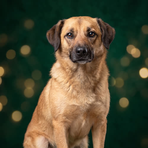 Psy ze schroniska do adopcji REKSIO