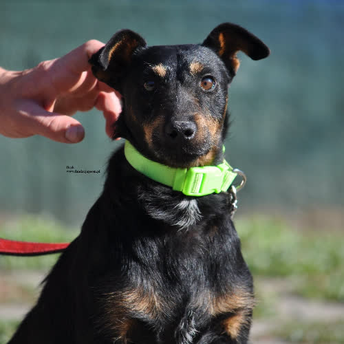 Psy ze schroniska do adopcji Bryk