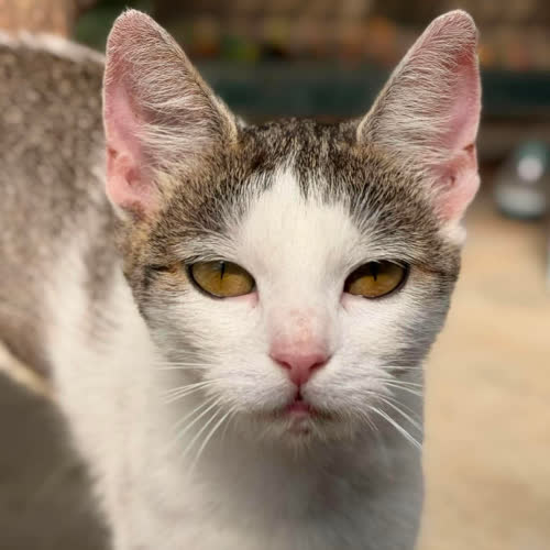 Koty ze schroniska do adopcji Melisa