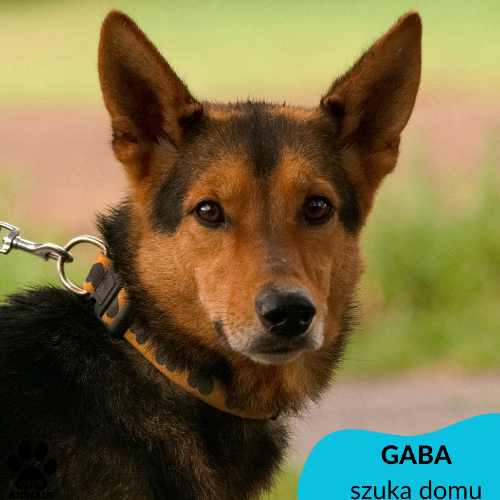 Psy ze schroniska do adopcji Gaba