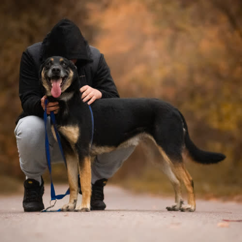 Psy ze schroniska do adopcji Tary