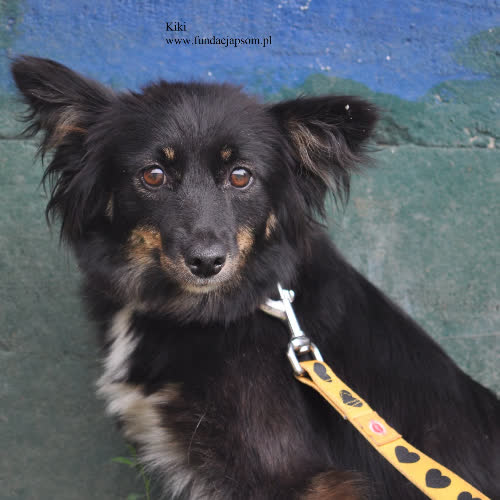 Psy ze schroniska do adopcji Kiki