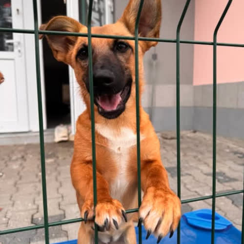 Psy ze schroniska do adopcji Mokka