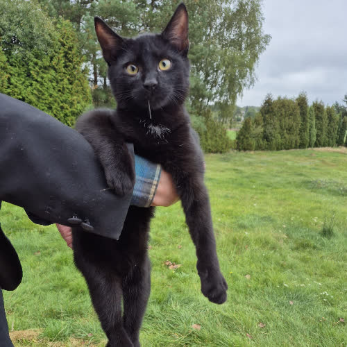 Koty ze schroniska do adopcji Kosmo