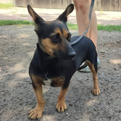 Psy ze schroniska do adopcji ORZECHÓWKA