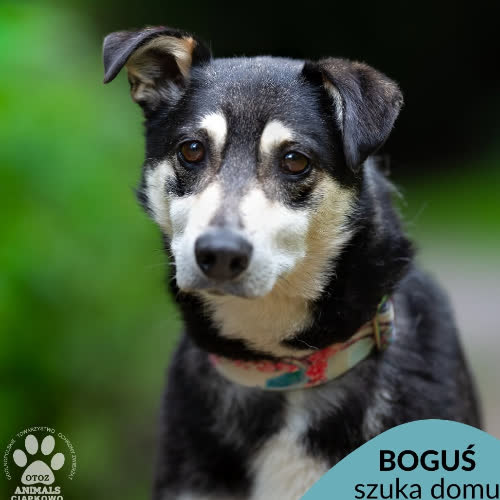 Psy ze schroniska do adopcji Boguś