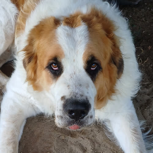 Psy ze schroniska do adopcji Amos