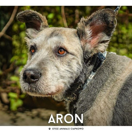 Psy ze schroniska do adopcji Aron