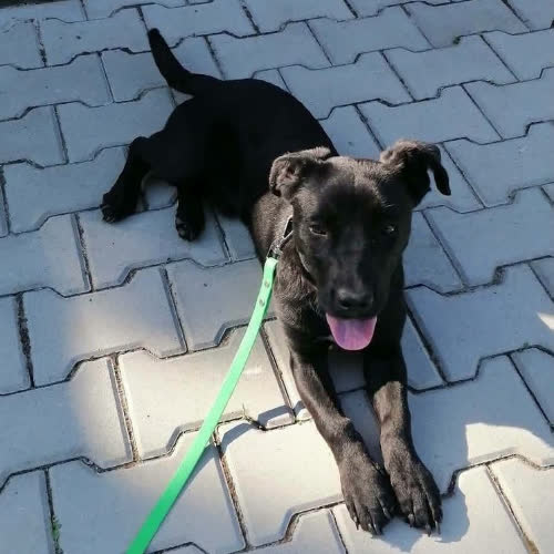 Psy ze schroniska do adopcji HYZIO