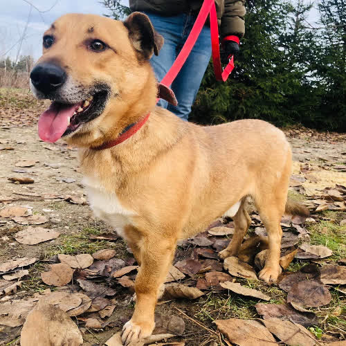 Psy ze schroniska do adopcji Smart