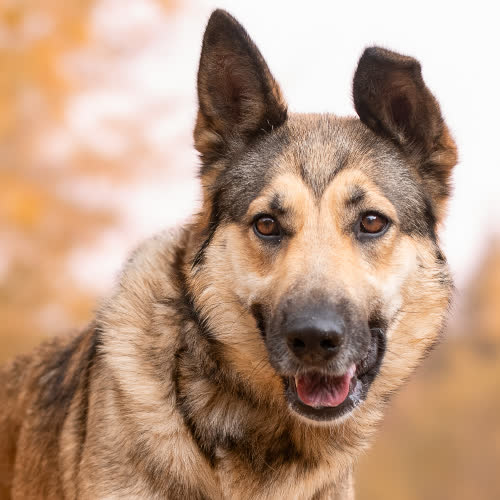 Psy ze schroniska do adopcji Mądra MIBIA
