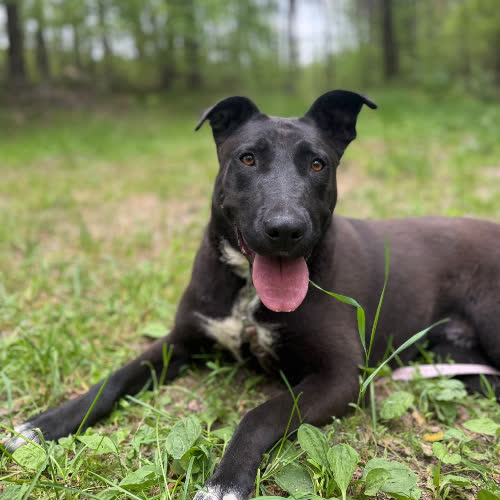 Psy ze schroniska do adopcji Petra