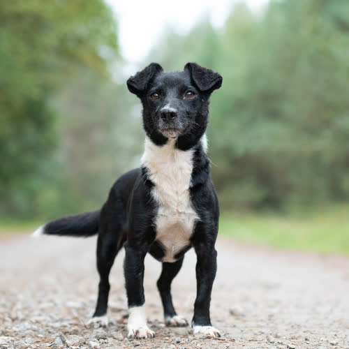 Psy ze schroniska do adopcji Maleńka Christine