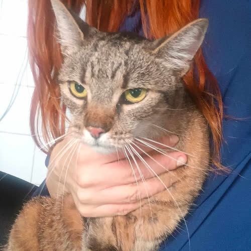 Koty ze schroniska do adopcji Muzyczka