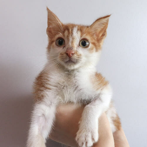 Koty ze schroniska do adopcji Viral