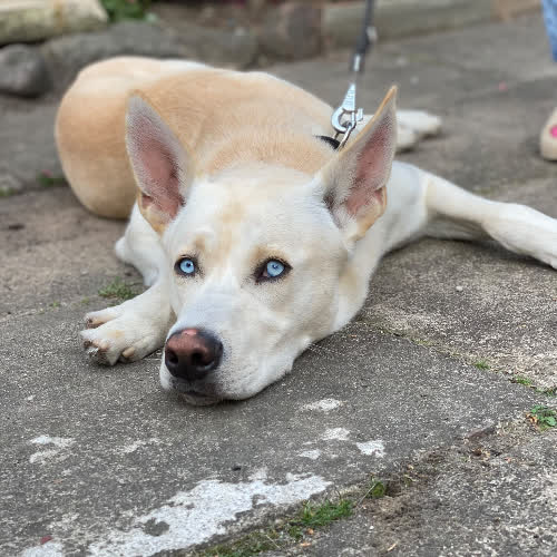 Psy ze schroniska do adopcji Brutus