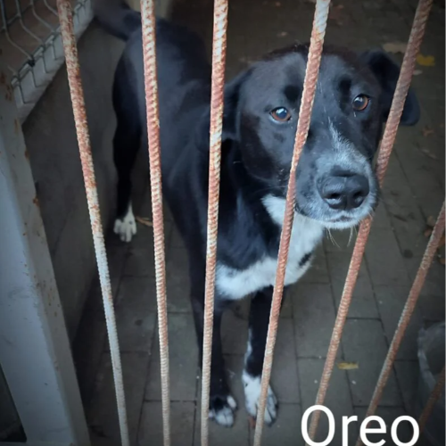 Psy ze schroniska do adopcji Oreo