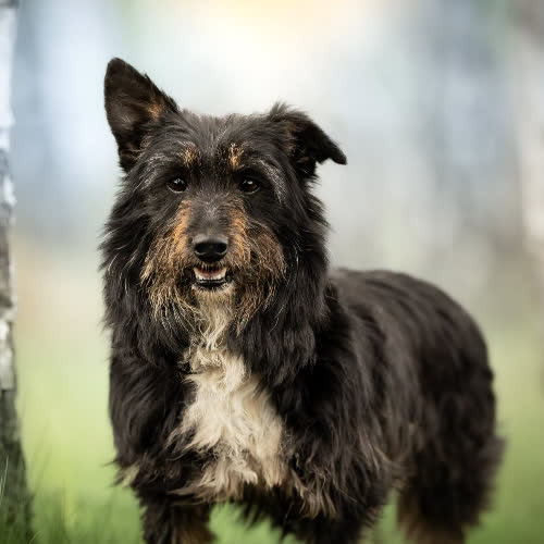 Psy ze schroniska do adopcji Westie PATER;) 
