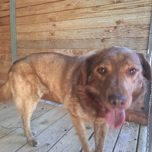 Psy ze schroniska do adopcji Dingo