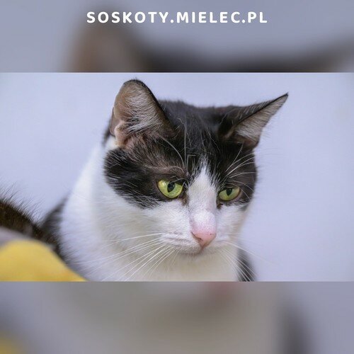 Koty ze schroniska do adopcji Piksel