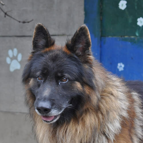 Psy ze schroniska do adopcji Argos